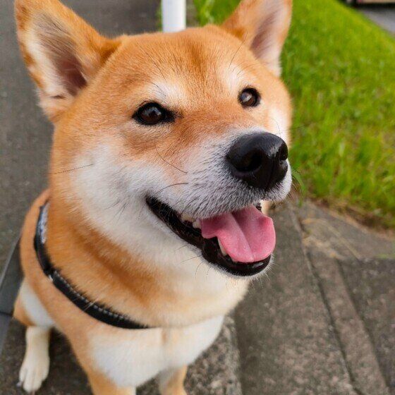 柴のくるみちゃん♪