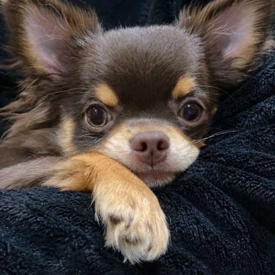 ありえないでしょ ドッグカフェで不快に思ったほかの犬 飼い主の行動 いぬのきもちweb Magazine