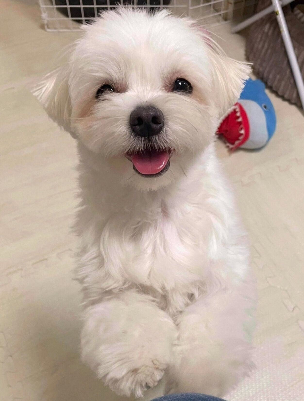 笑顔がかわいいおもちちゃん