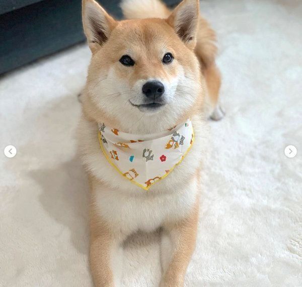 柴犬が好き 91RCf+ryR0L.jpg