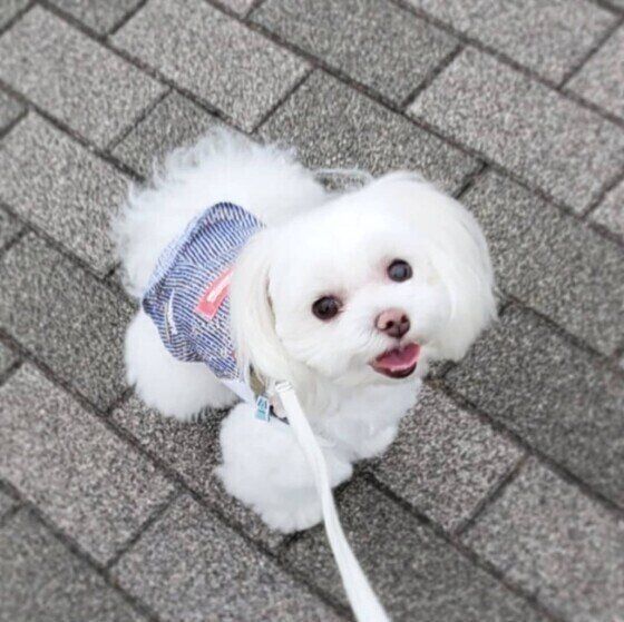 犬はどんな人を嫌いでストレスを感じる？