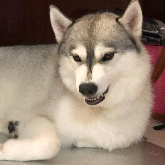  シベリアン・ハスキーのエマちゃん