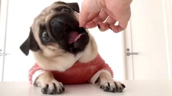 ダイエットするパグ