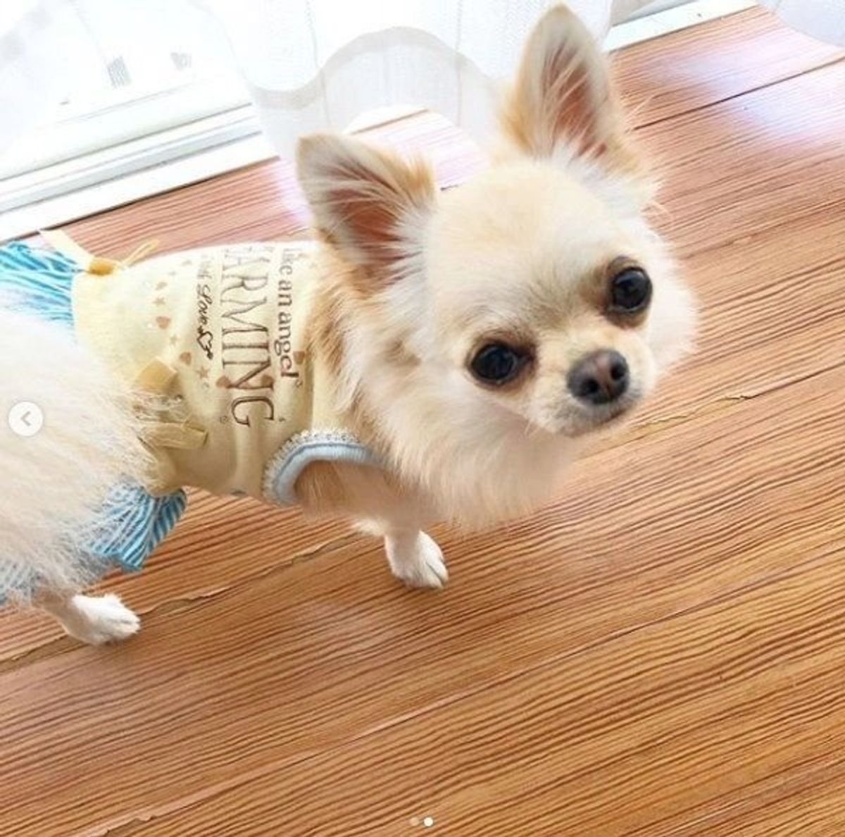 ボールがスリッパにハマって さあ大変 このあとの犬の行動とは いぬのきもちweb Magazine ボールがスリッパにハマって さあ大変 このあとの犬の行動とは いぬのきもちweb Magazine