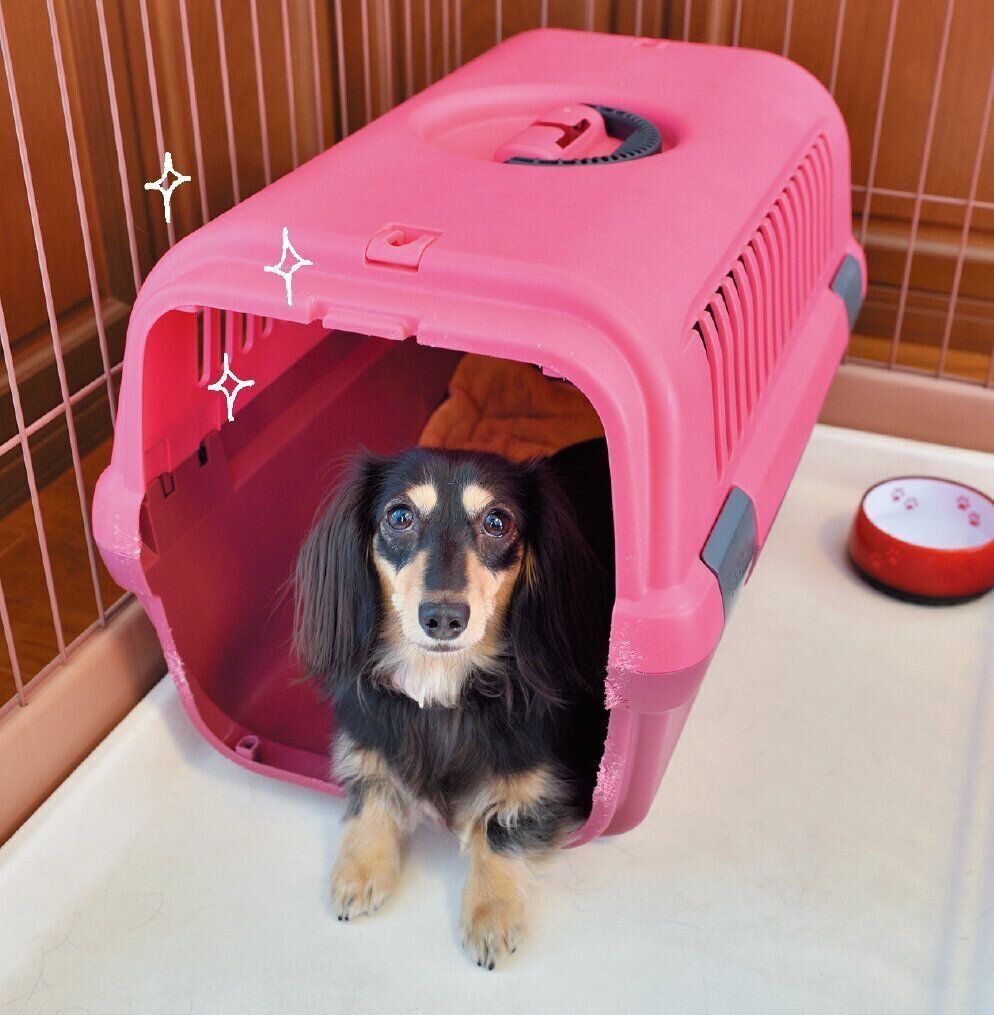 クレートなら噛みグセ予防にも