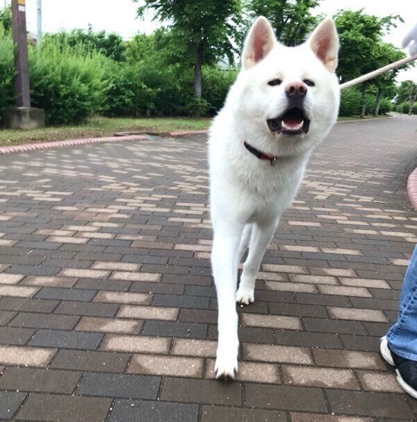 お散歩を楽しむ心くん