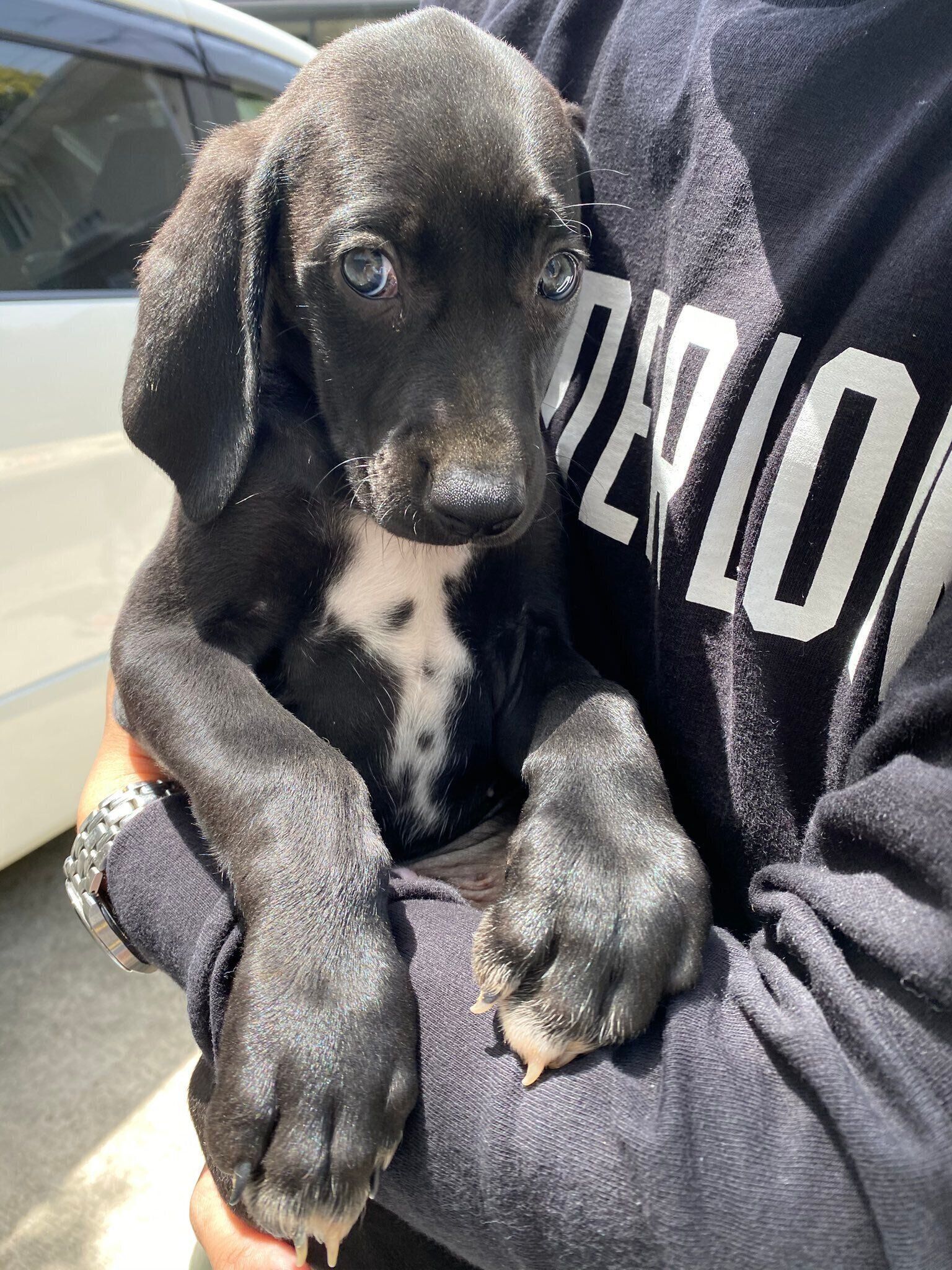 子犬時代のSOLくん　あどけない表情がかわいらしい