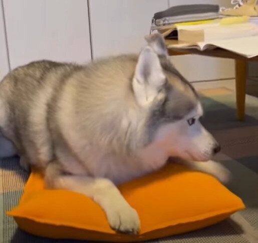 シベリアン・ハスキーの文太くん