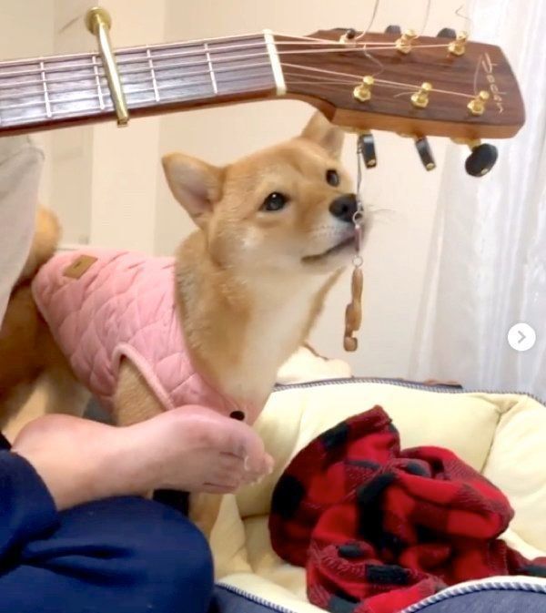 ギターを弾いているパパの邪魔をする福ちゃん