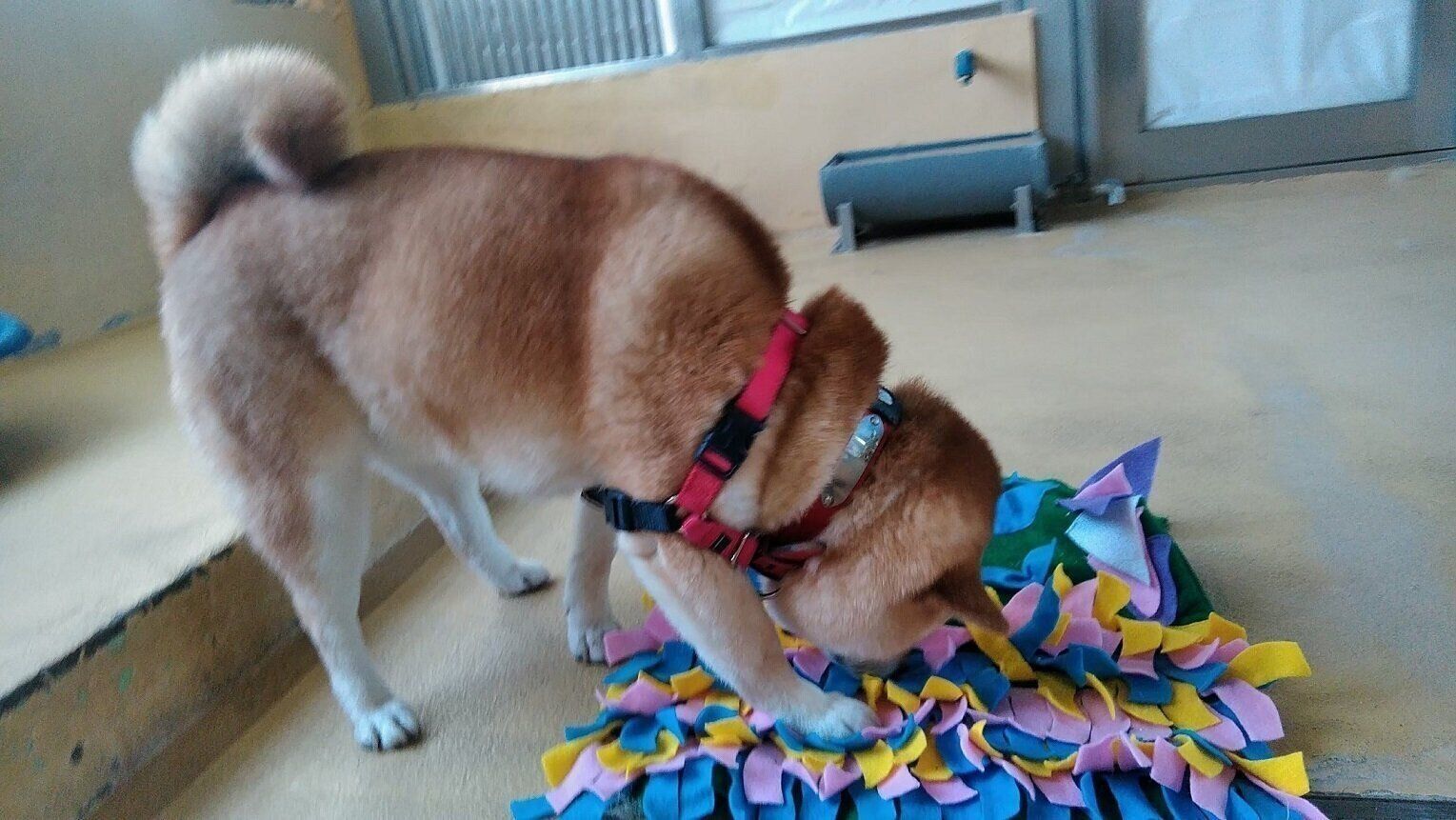 東京都動物愛護相談センターで飛彈さんは、収容犬のトレーニングやトリミングのお手伝いをしています。写真は専用のマットを使って、犬の嗅覚を刺激する遊びをしているところ。