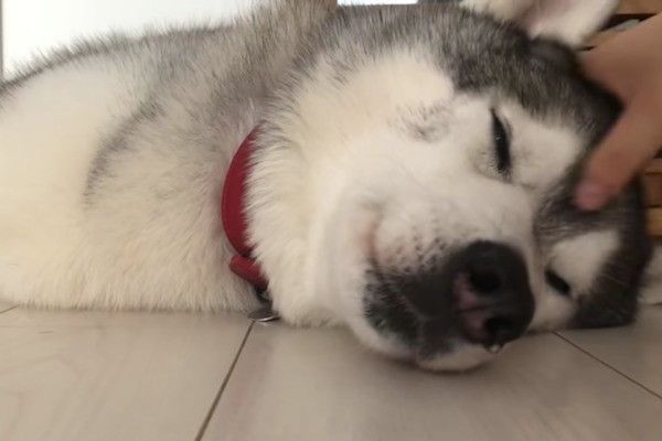 シベリアン・ハスキー