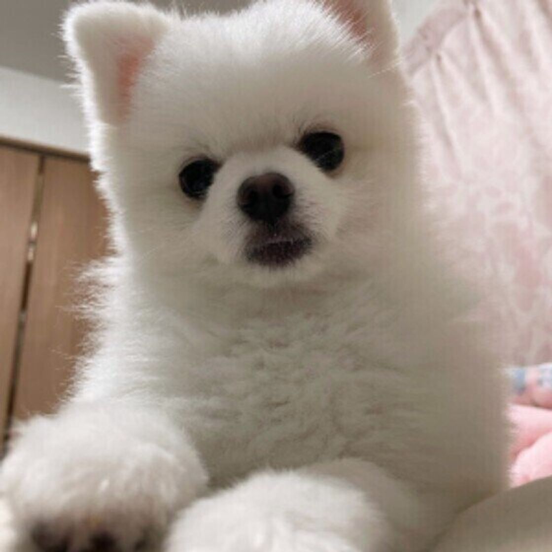 犬が顔をなめてきたときの正しい対応は 嬉しいけど注意が必要 いぬのきもちweb Magazine 犬が顔をなめてきたときの正しい対応は 嬉しいけど注意が必要 いぬのきもちweb Magazine