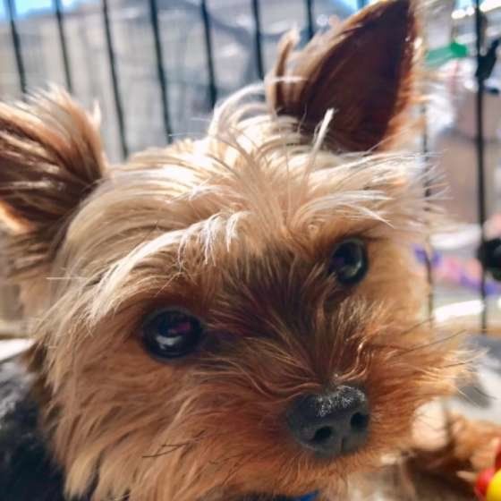 日向ぼっこするヨークシャー・テリア