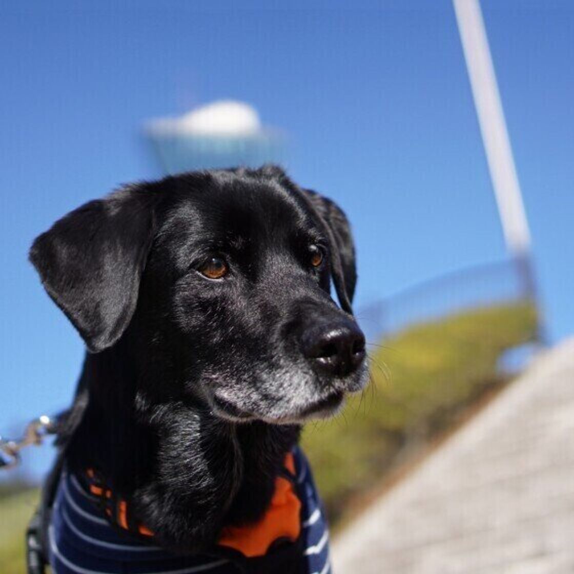 獣医師監修 老犬の介護 住環境の見直しや 役立つグッズ 体験談も いぬのきもちweb Magazine 獣医師監修 老犬の介護 住環境の見直しや 役立つグッズ 体験談も いぬのきもちweb Magazine