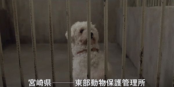 ひまわりと子犬の7日間
