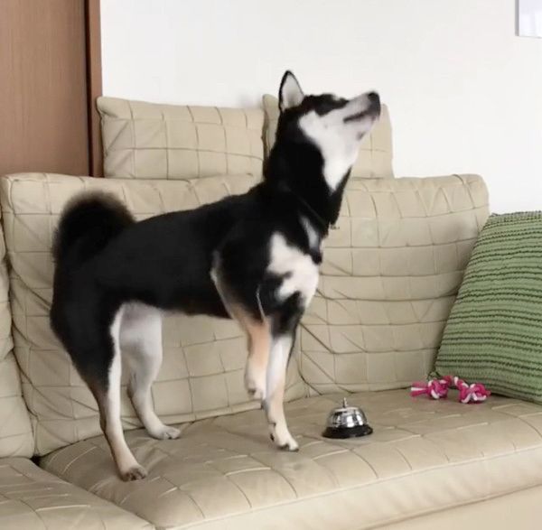 おやつが欲しい柴犬