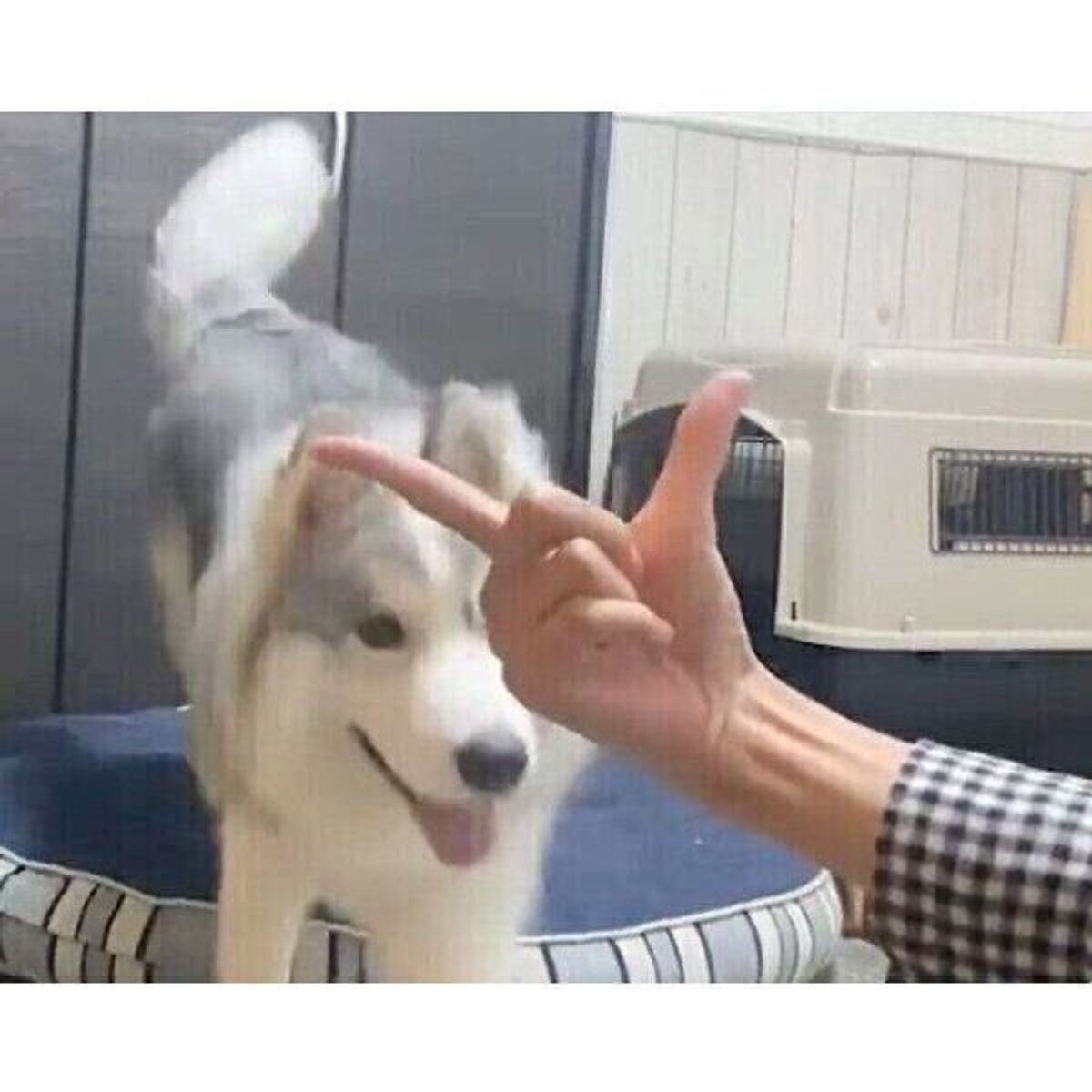 あっ 間違えた アゴ乗せチャレンジをする犬が うっかりミス 可愛い行動にほっこり いぬのきもちweb Magazine あっ 間違えた アゴ乗せチャレンジをする犬が うっかりミス 可愛い行動にほっこり いぬのきもちweb Magazine