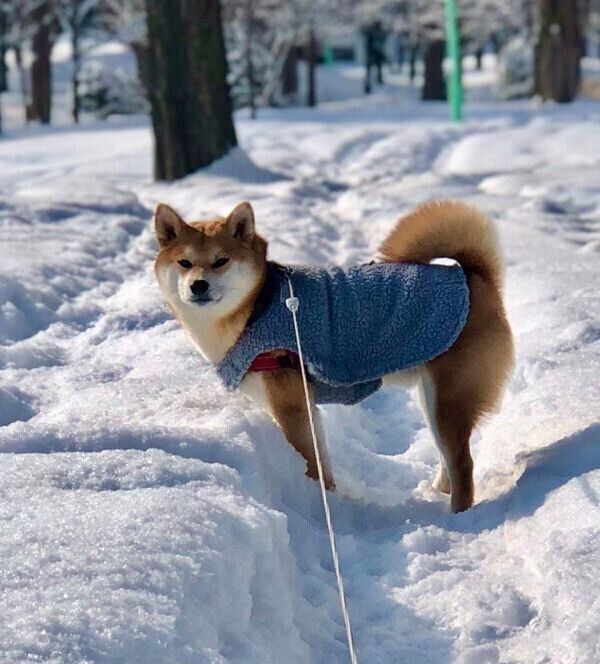 お散歩するアンチョビくん