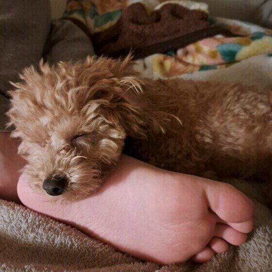 かかとで眠るトイ・プードルのまろくん