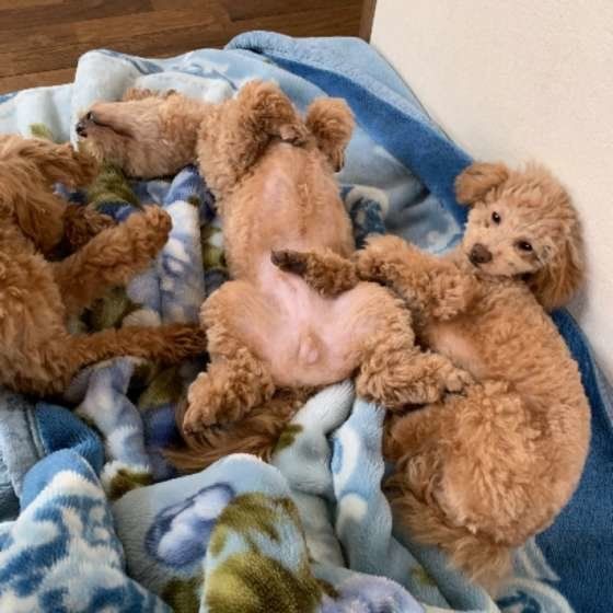 トイ・プードルのおチビちゃんたち