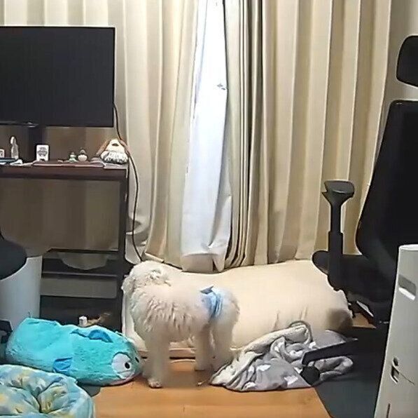 窓の方を見るポコくん