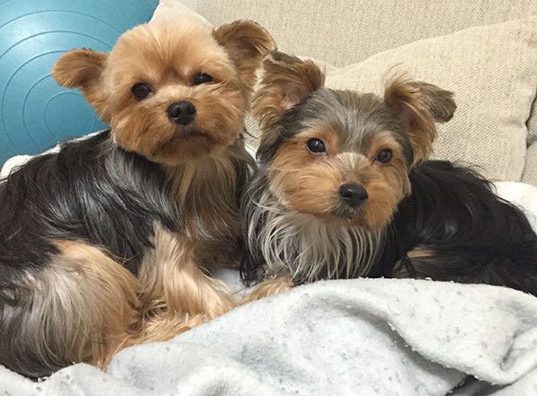 見つめるヨークシャー・テリア