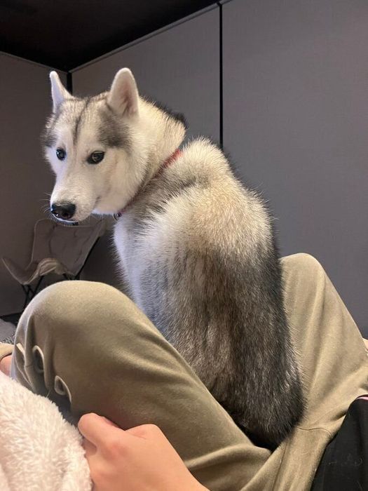 別の日の様子 最近は飼い主さんの太ももの間がお気に入りなのだとか