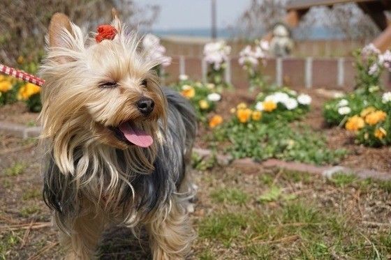 お散歩中のヨークシャー・テリア