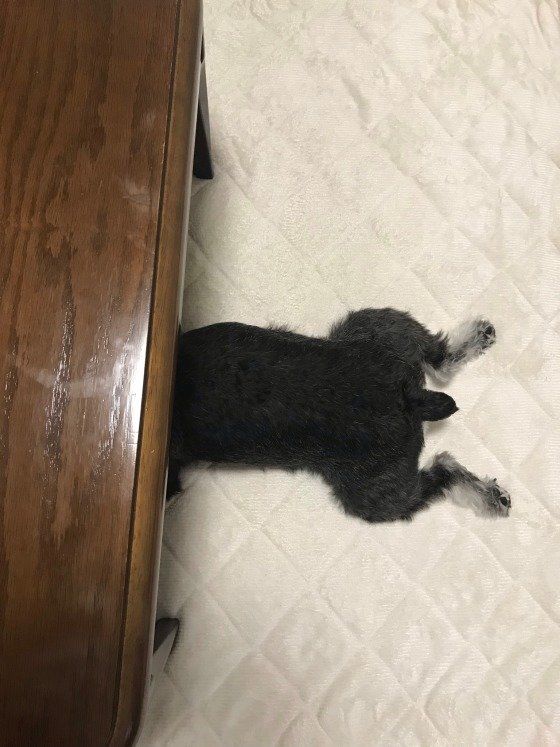 アルトくん  ミニチュア・シュナウザー