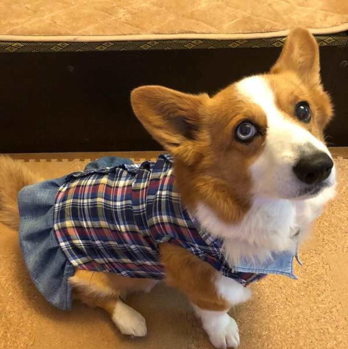 犬の賢さレベル判定 犬って人間の言葉をどれくらい理解しているの いぬのきもちweb Magazine 犬の賢さレベル判定 犬って人間の言葉をどれくらい理解しているの いぬのきもちweb Magazine