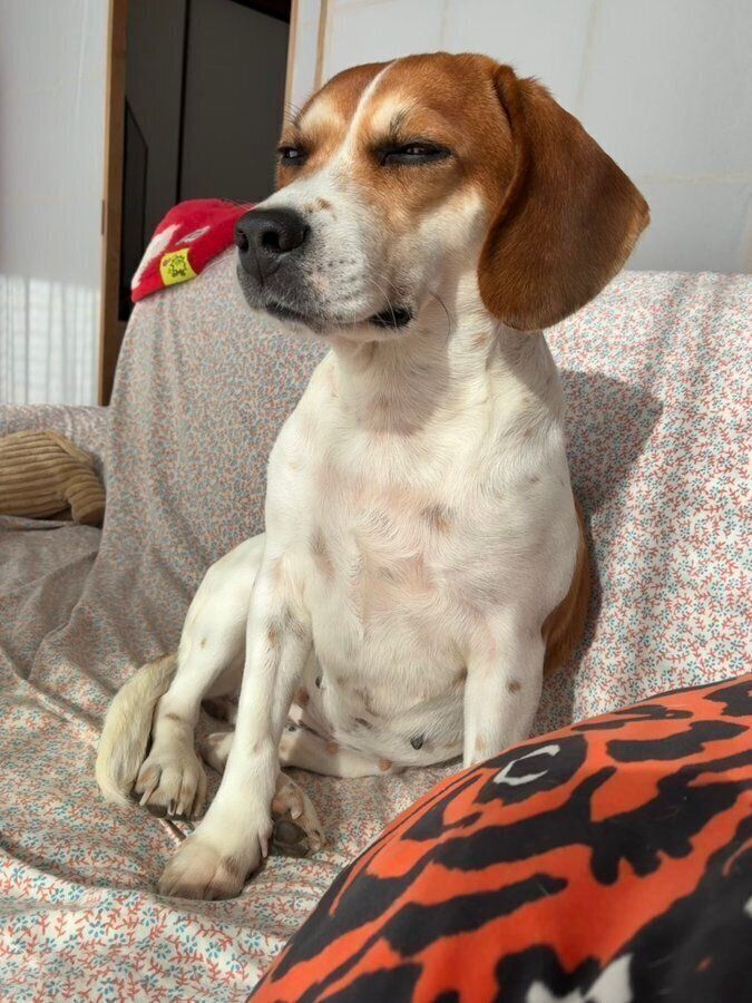 日差しを浴びて心地よさそうなこいぬこちゃん