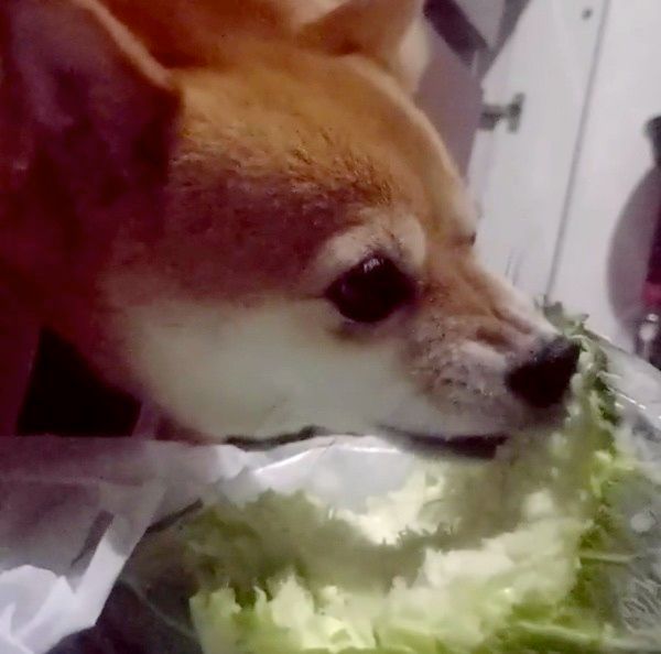 キャベツを食べる柴犬