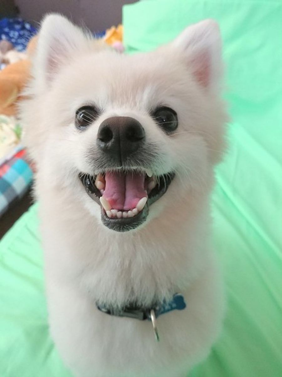 画像集付き ポメラニアンの性格って ミックス犬や性別で変わるの いぬのきもちweb Magazine 画像集付き ポメラニアンの性格って ミックス犬や性別で変わるの いぬのきもちweb Magazine