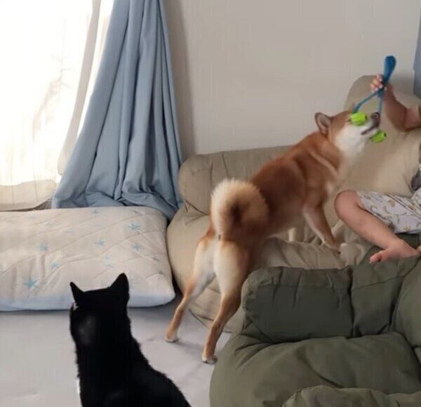 「なでて〜」とアピールする椛ちゃん