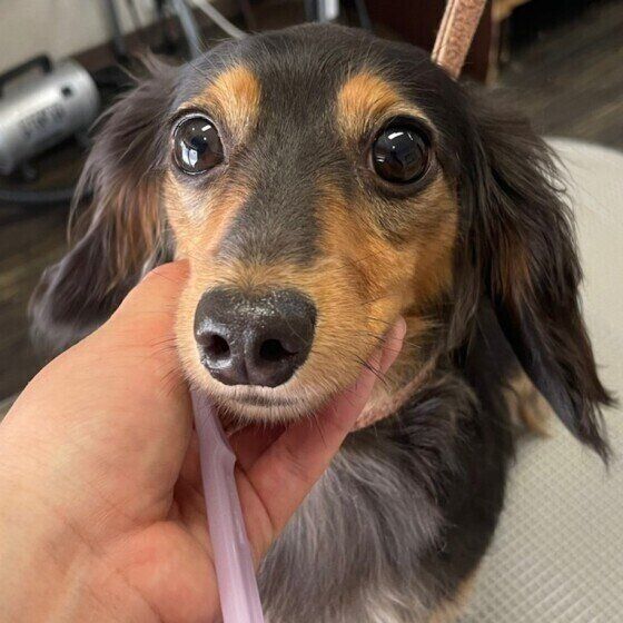 ジャビットちゃん（カニーンヘン・ダックスフンド）