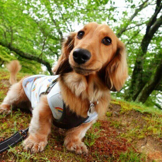 犬と暮らす飼い主さんにありがちな梅雨のお悩みを考える いぬのきもち