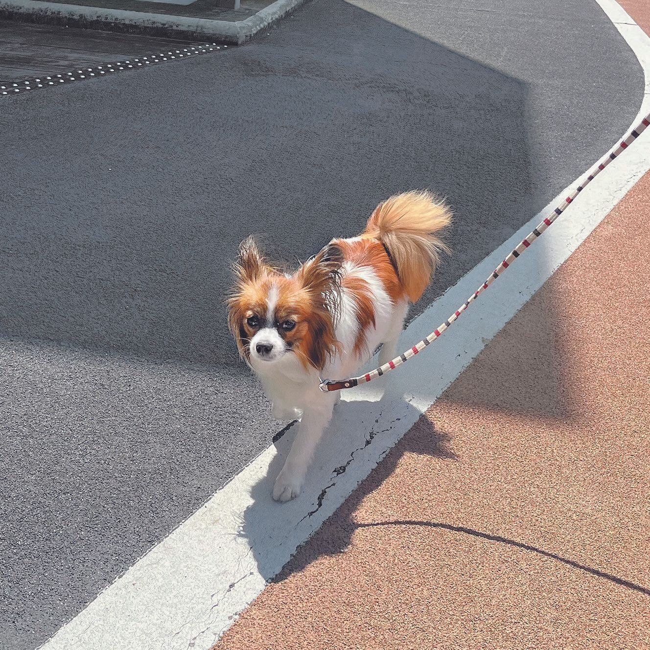 ラインの上をどこまでもどこまでも