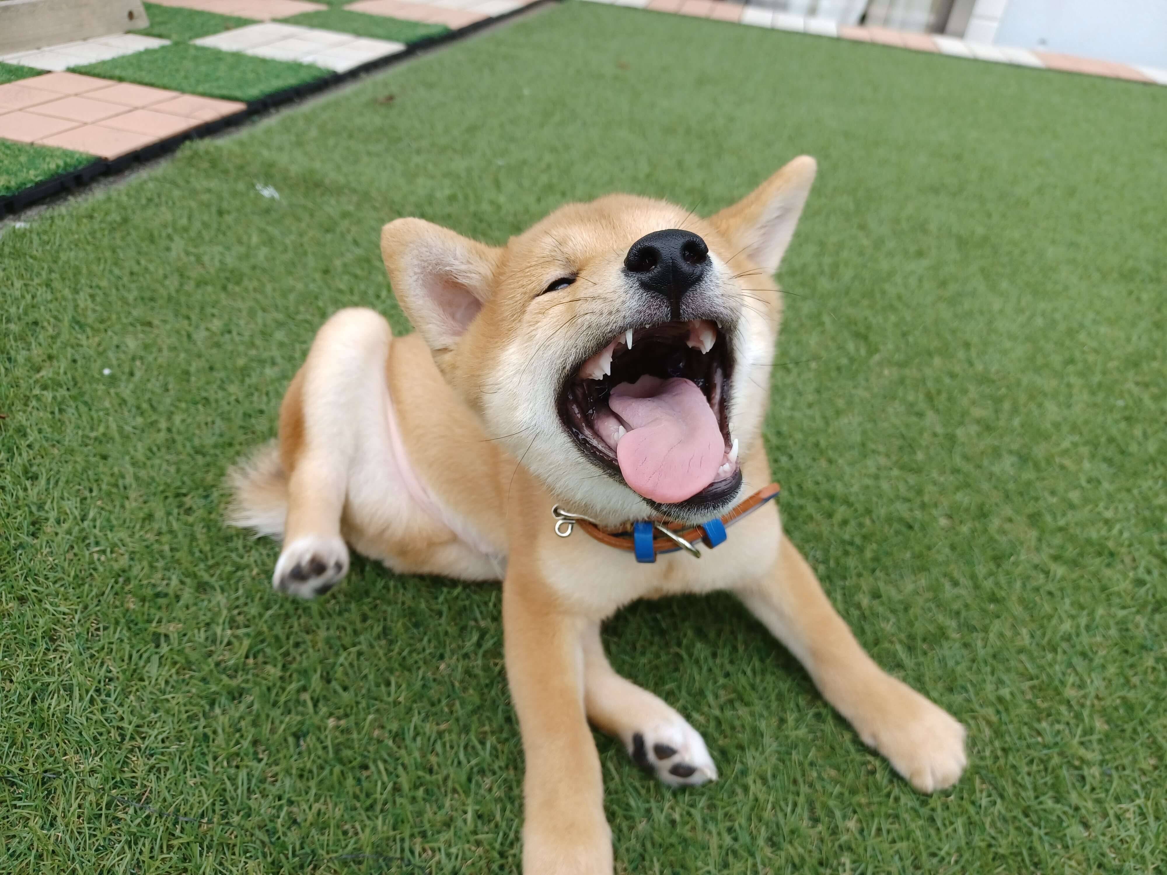大きな口を開ける子犬時代のなみたろうくん
