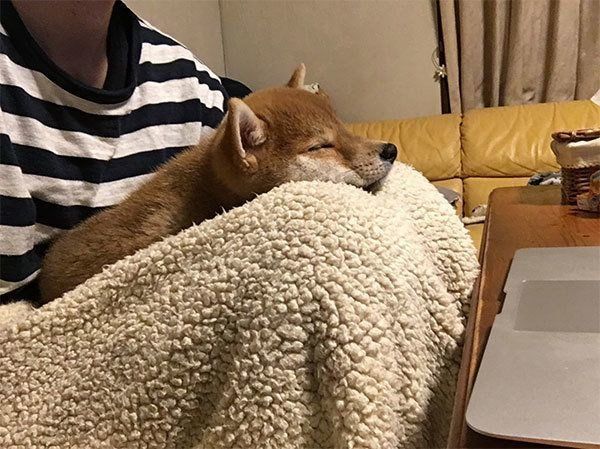 在宅ワークをするパパさんの膝の上に座るりんご郎くん