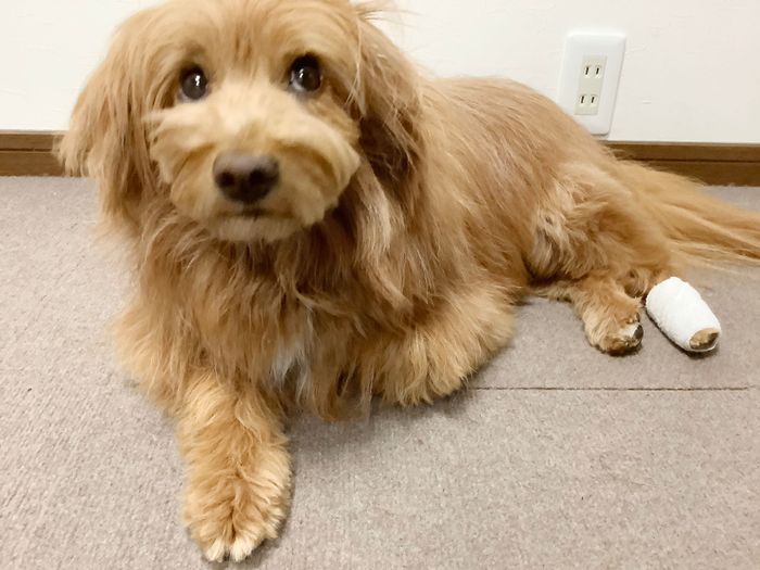 連載「こぐま犬てんすけ」