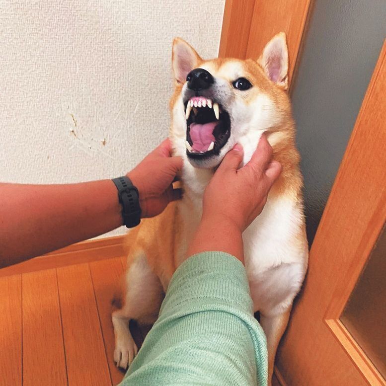 なでていると突然「ヴ～ッ」