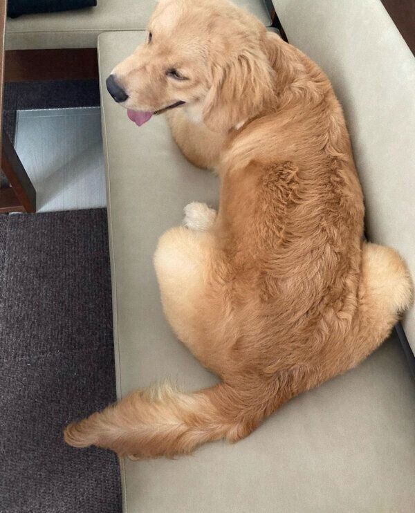 ソファでくつろぐむぎくん