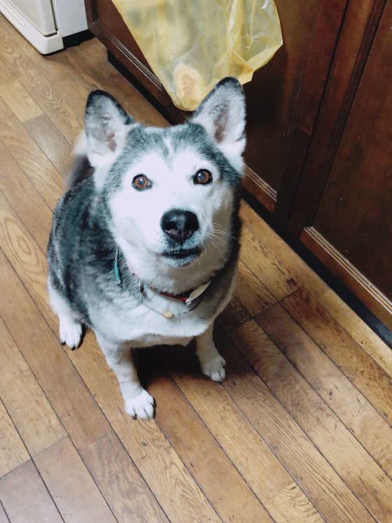 ハスキー×柴のミックス・Leeちゃん