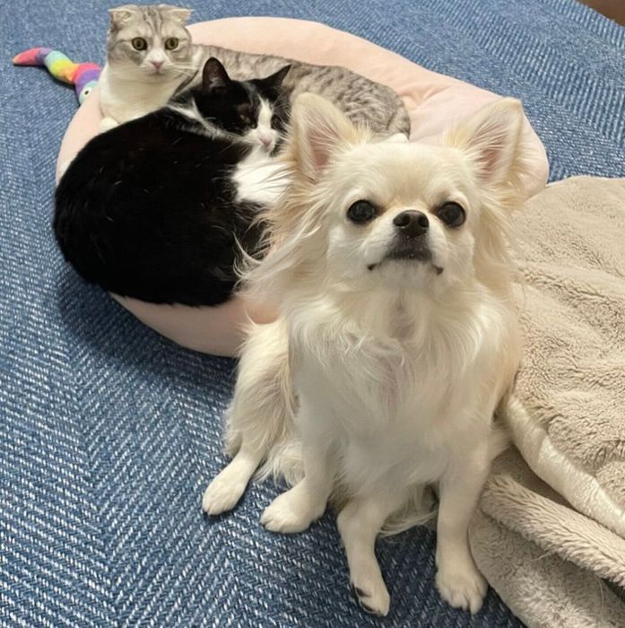 コロンくんと猫の麦ちゃん、茶々ちゃん