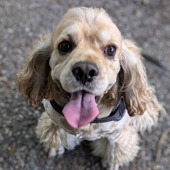 梅雨時期に気を付けたい犬の病気3選 雨の多い季節に犬の健康管理で注意すること アメリカン・コッカー・スパニエル いぬのきもち