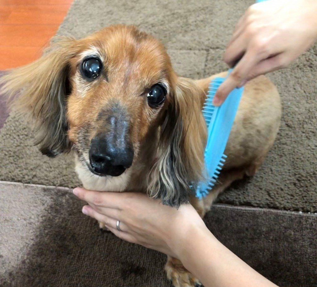 ブラッシング中の愛犬
