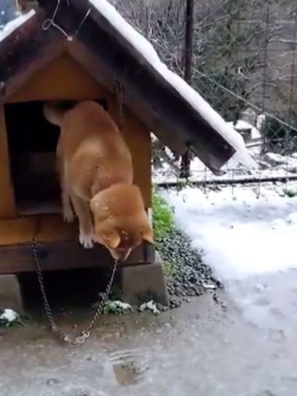 春の雪に戸惑うひまわりちゃん