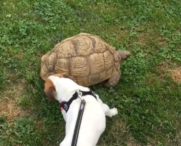 ジャック・ラッセル・テリアとリクガメ