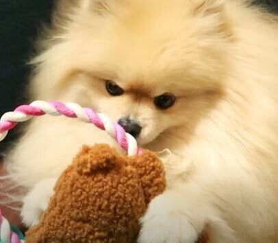 ポメラニアン　モチちゃん