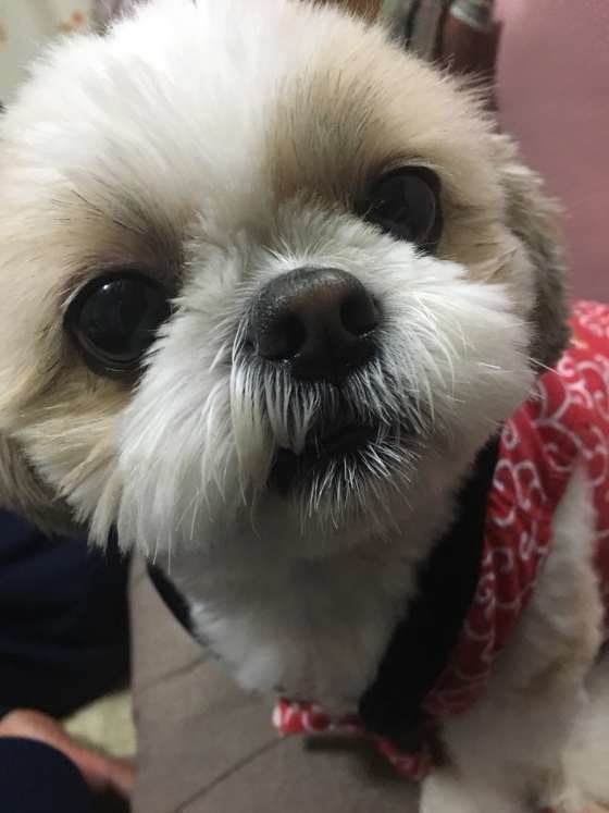 シー・ズーのぺこちゃん